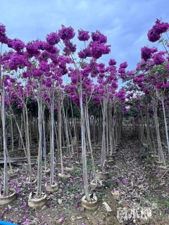 3公分紫花风铃木