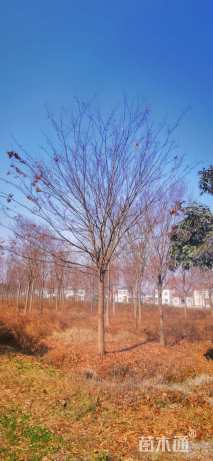 25公分榉树