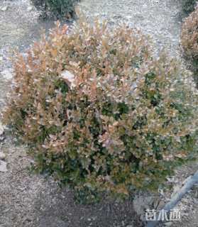 冠幅150厘米瓜子黄杨球