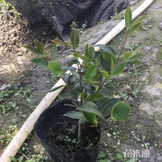 高度25厘米茶梅