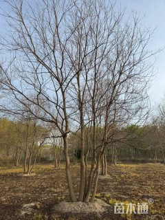 50公分(5杆)丛生乌桕