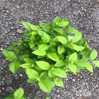 高度20厘米虎头茉莉