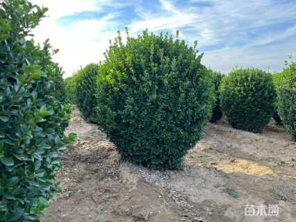 冠幅140厘米大叶黄杨球