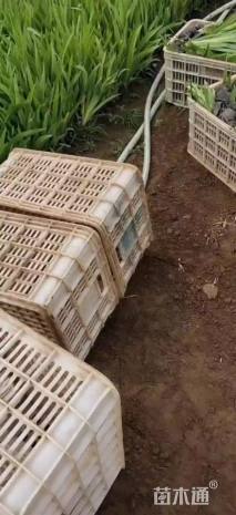 高度15厘米射干