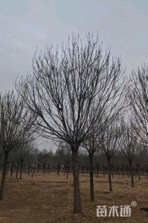 23公分秋紫白蜡