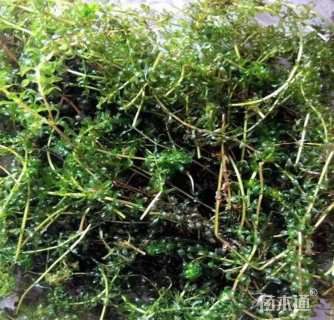 高度10厘米黑藻