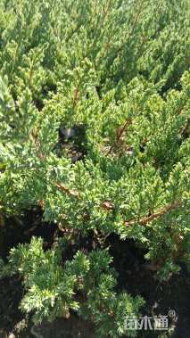 高度20厘米铺地柏