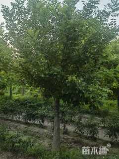 12公分矮接金枝槐