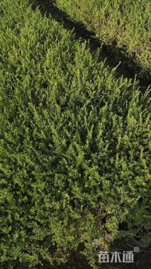 高度30厘米六月雪