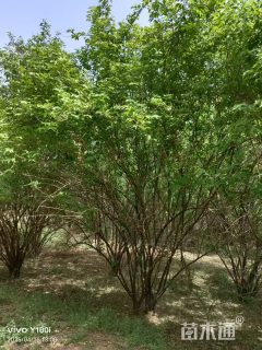 高度200厘米丛生金银木