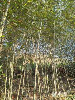 3公分竹子