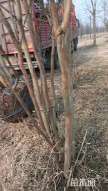 高度500厘米丛生紫薇