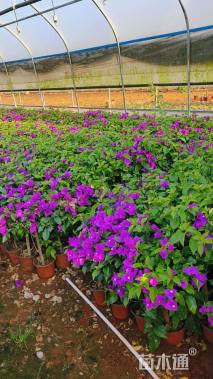 高度40厘米三角梅