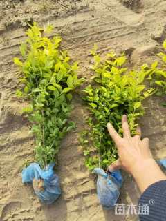 高度40厘米金叶女贞