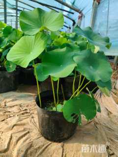 高度70厘米荷花