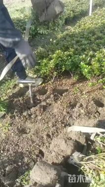 高度60厘米紫鹃