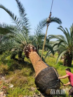 裸干高400厘米加拿利海枣