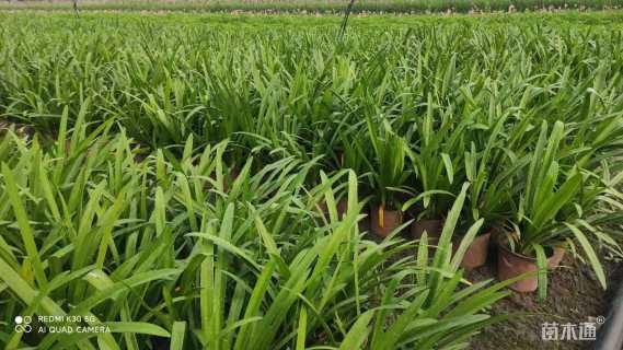 高度30厘米百子莲