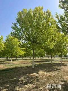 12公分金叶复叶槭