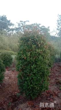 冠幅120厘米红花继木球