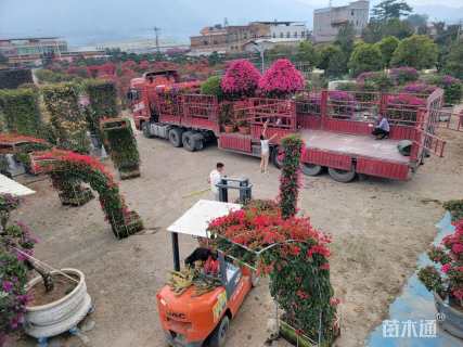 高度30厘米三角梅