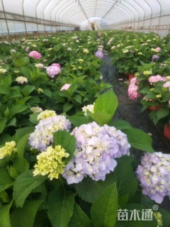 高度10厘米无尽夏绣球