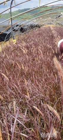 高度30厘米紫叶狼尾草