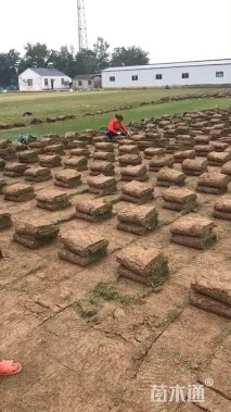 草块状/草卷状天堂草