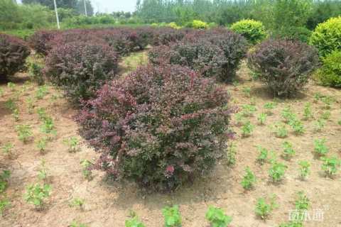 高度100厘米红叶小檗