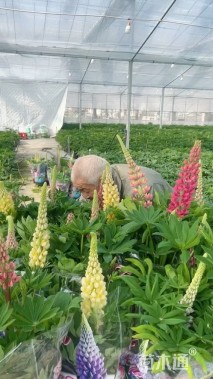 高度50厘米羽扇豆