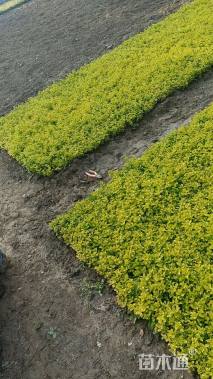 高度10厘米金叶水蜡