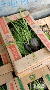 高度25厘米水生鸢尾