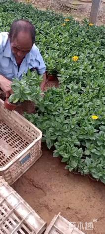 高度25厘米百日草