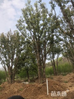 60公分丛生香樟