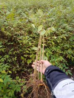 高度80厘米鸡脚连