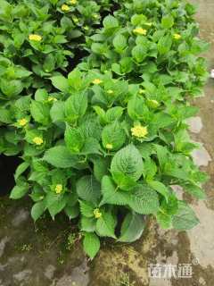 高度20厘米绣球