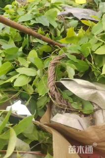 150厘米油麻藤