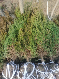 高度120厘米塔柏