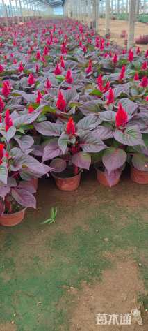 高度20厘米鸡冠花