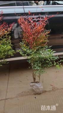 高度60厘米南天竹