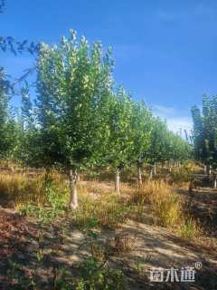 12公分西府海棠