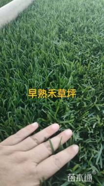 草卷状早熟禾草