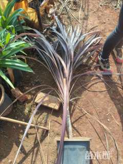 高度50厘米新西兰亚麻