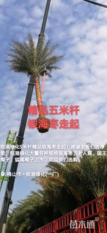 裸干高500厘米银海枣