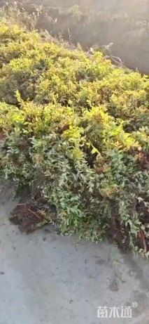 高度50厘米绣线菊