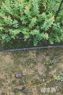 高度50厘米杞柳