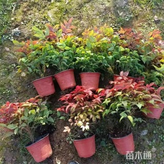 高度22厘米火焰南天竹