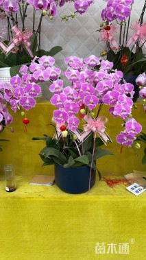 高度20厘米蝴蝶兰