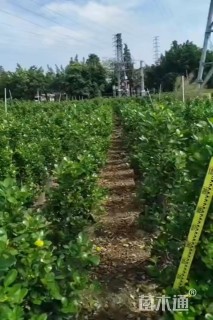 高度100厘米火山榕