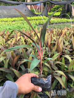 高度40厘米红叶朱蕉